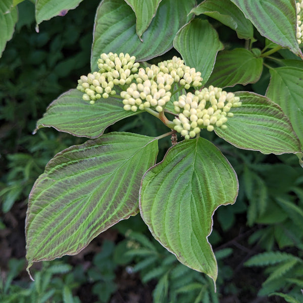 Alternate-leaved Dogwood