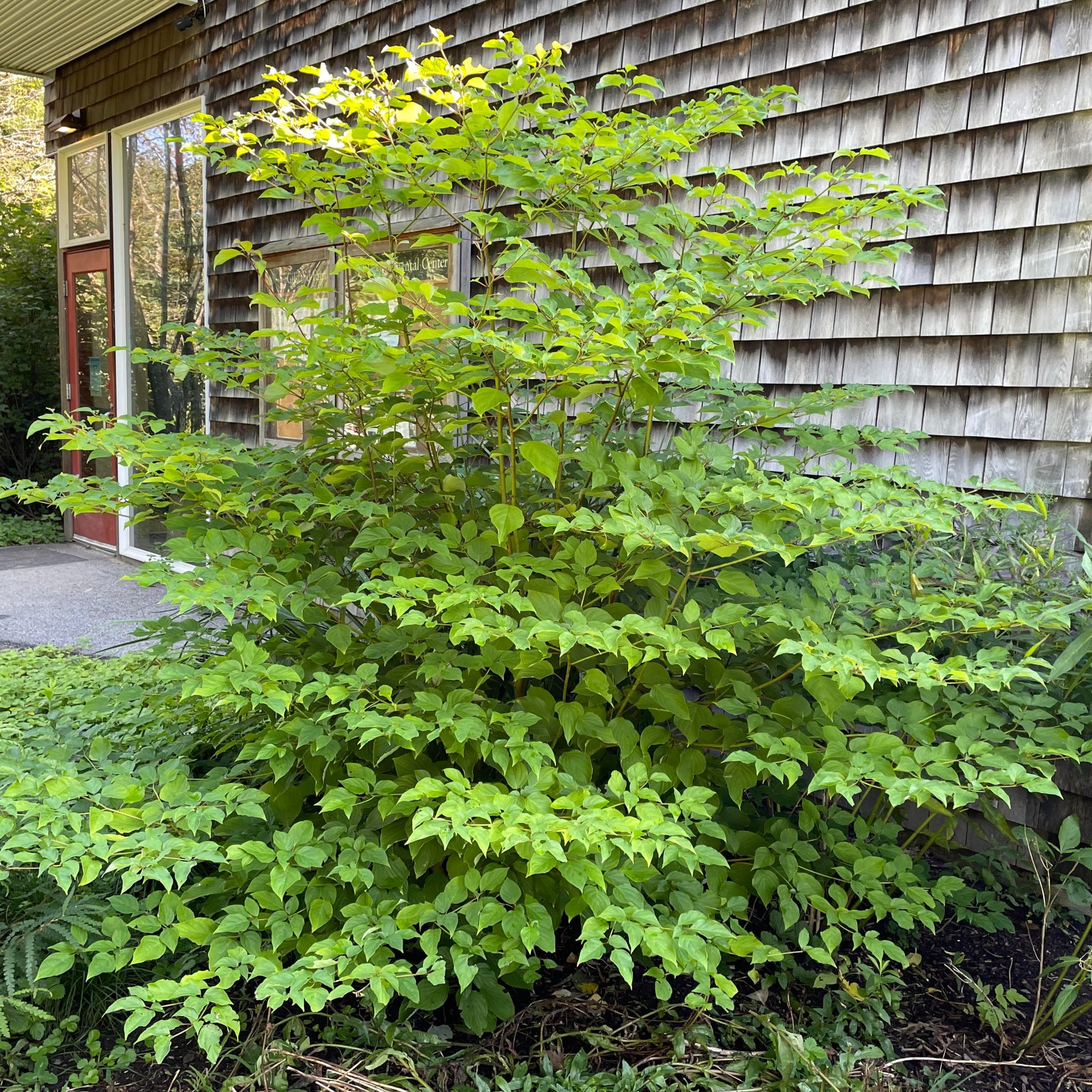 Alternate-leaved Dogwood