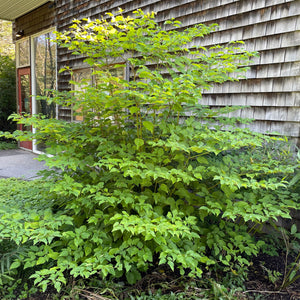 Alternate-leaved Dogwood