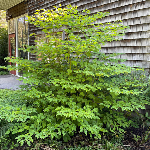 Alternate-leaved Dogwood