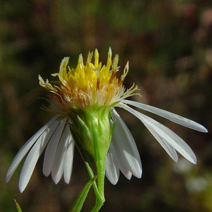 Frost Aster