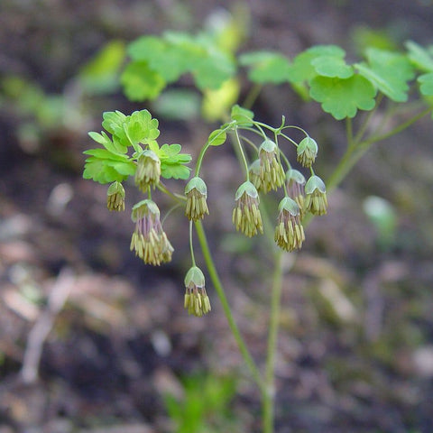 Early Meadow Rue