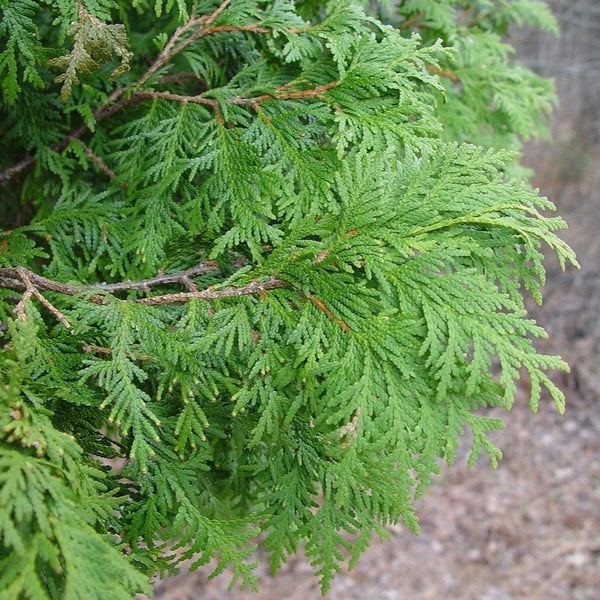 Northern White Cedar