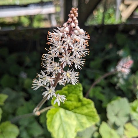 Foam Flower