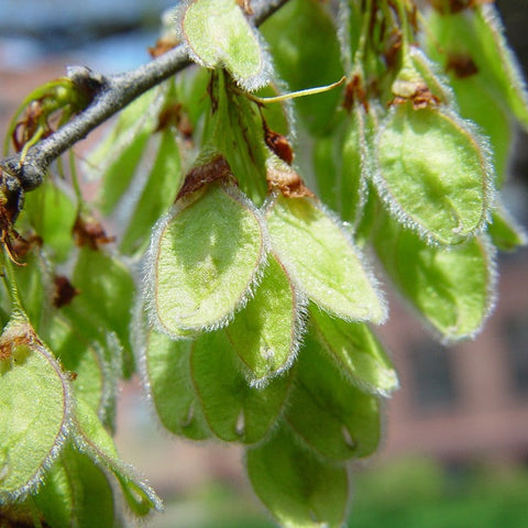 American Elm