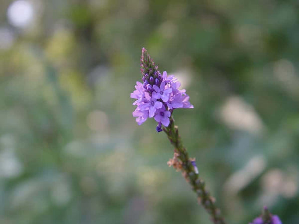 Blue Vervain