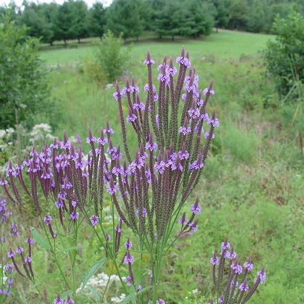 Blue Vervain