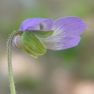 Woolly Blue Violet