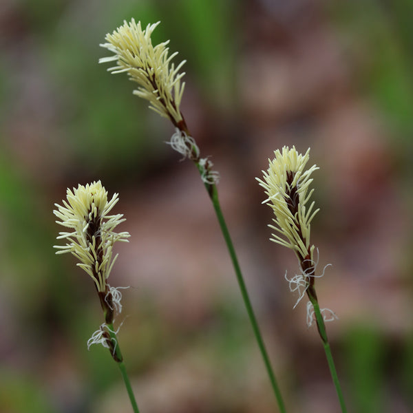 Pennsylvania Sedge