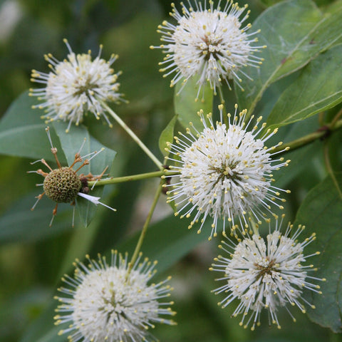 Common Buttonbush