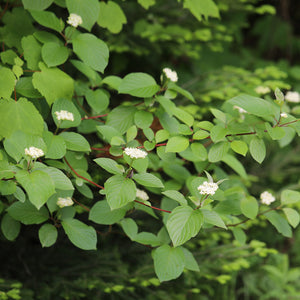 Alternate-leaved Dogwood