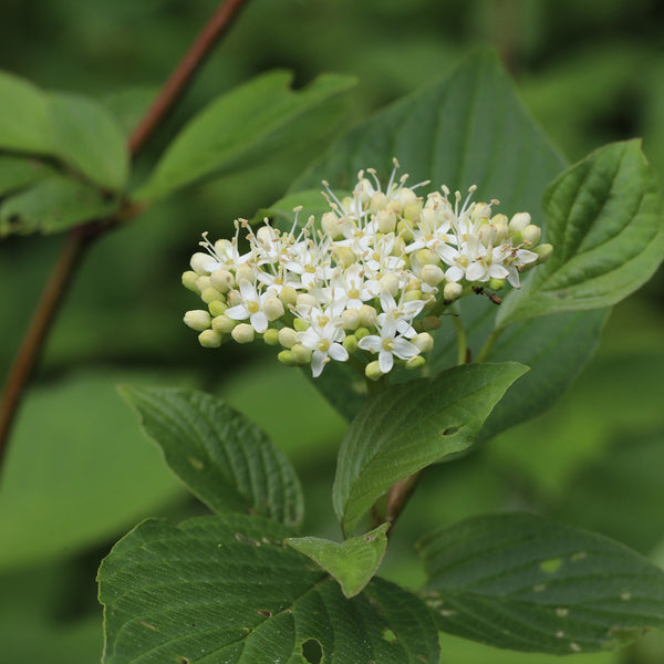 Alternate-leaved Dogwood