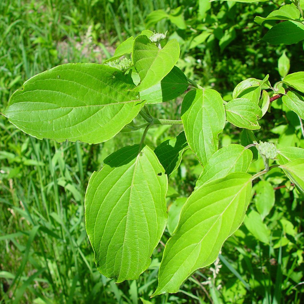 Silky Dogwood Maine Native Plants