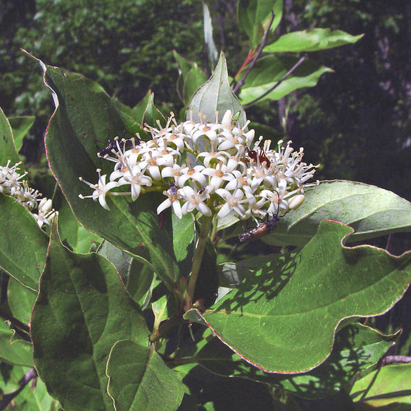 Gray Dogwood