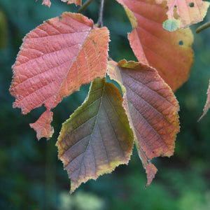 Corylus americana, American Hazelnut