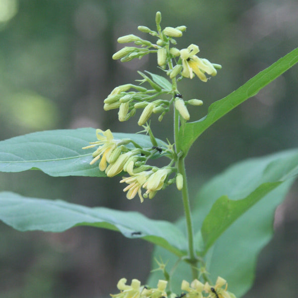 Bush Honeysuckle