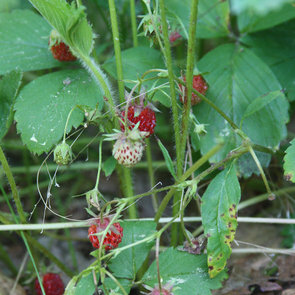 Wild Strawberry