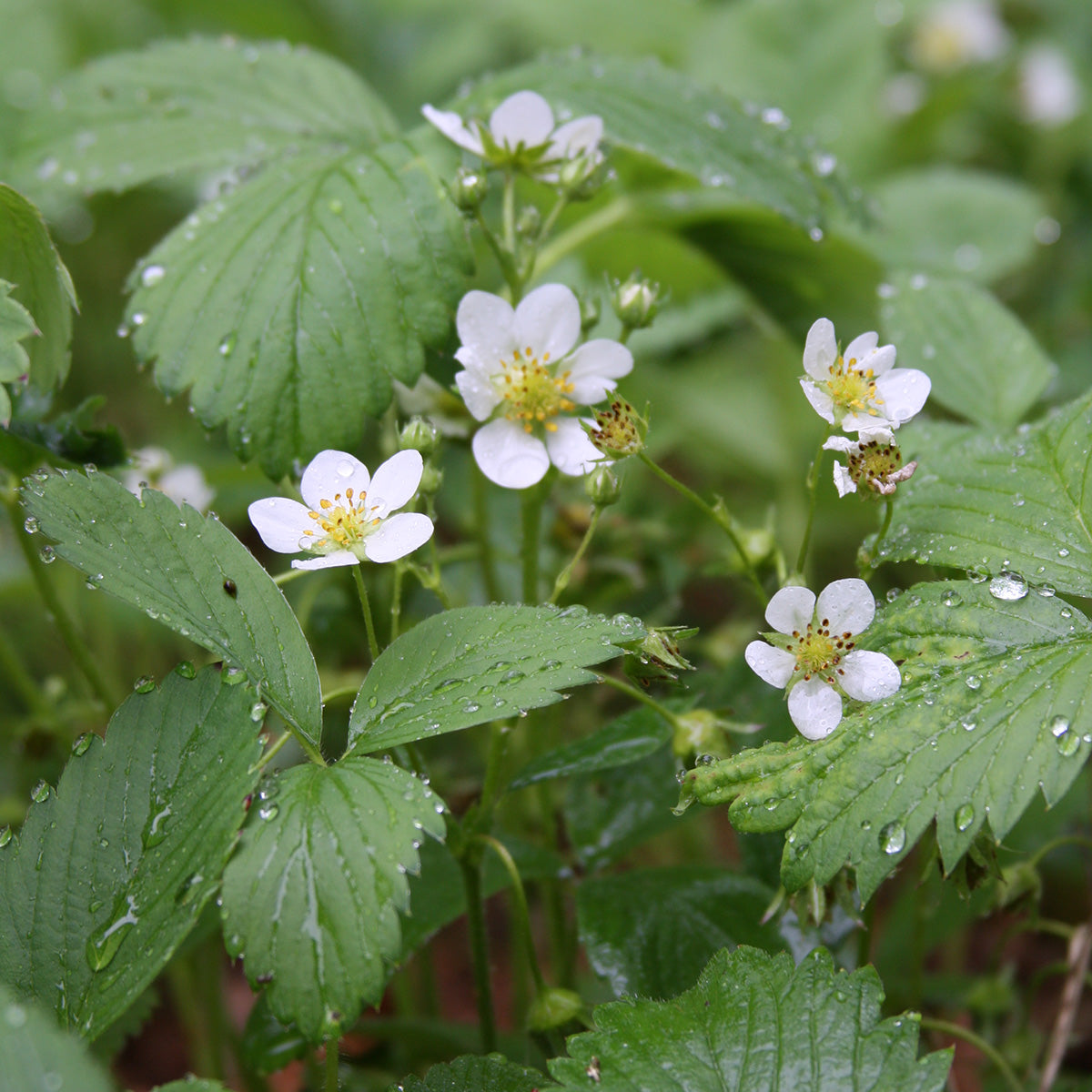 Wild Strawberry