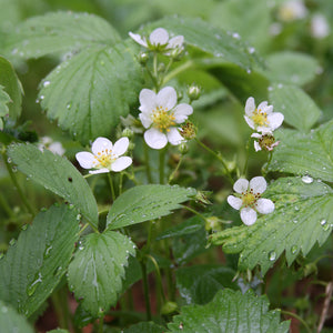 Wild Strawberry