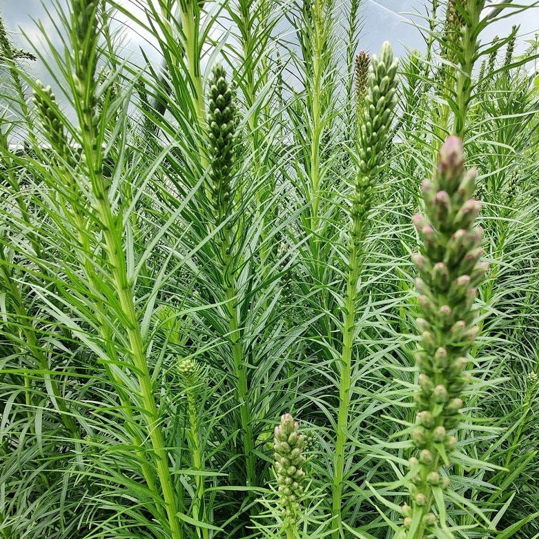 Dense Blazing Star