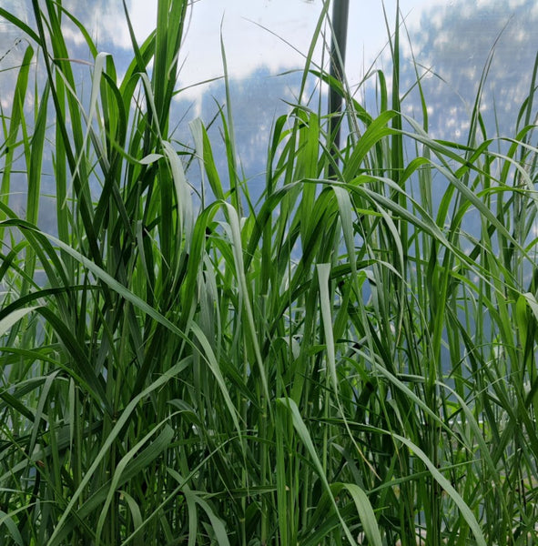 Switchgrass