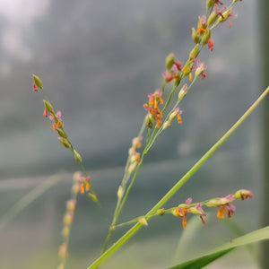 Switchgrass
