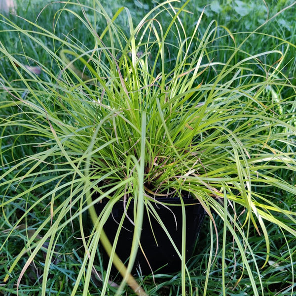 Pennsylvania Sedge