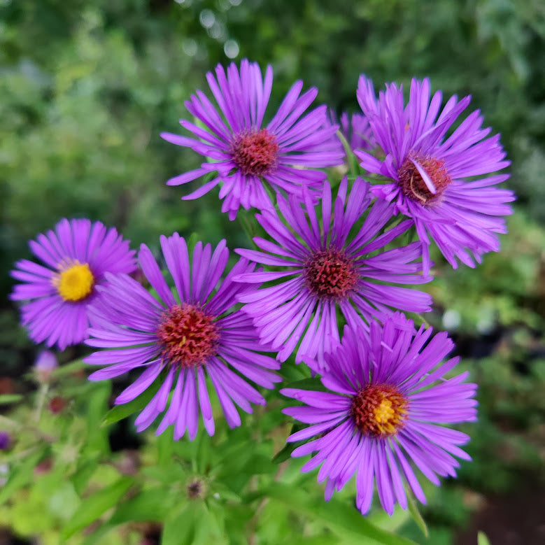 New England Aster