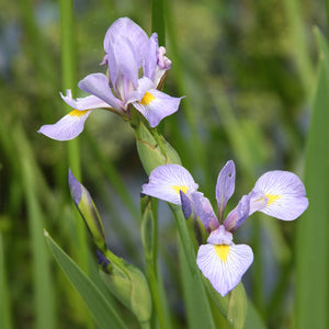 Blue Flag Iris