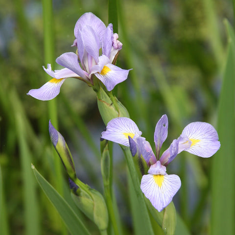Blue Flag Iris