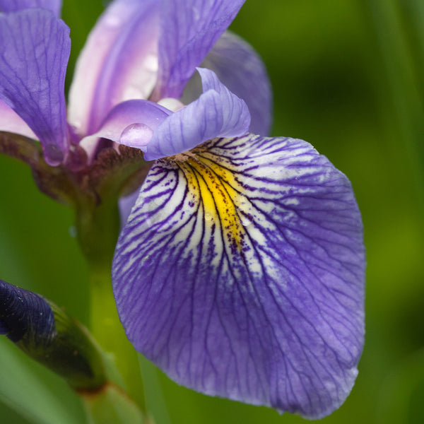 Blue Flag Iris
