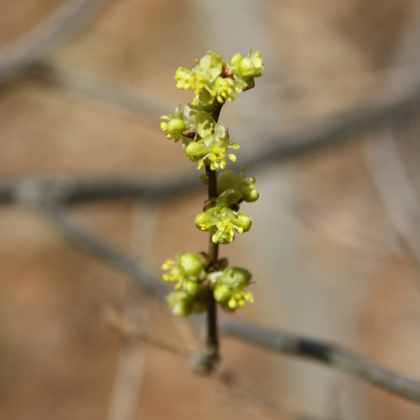 Northern Spicebush