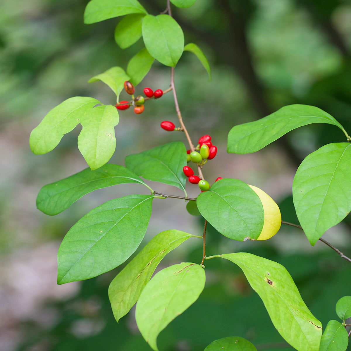 Northern Spicebush