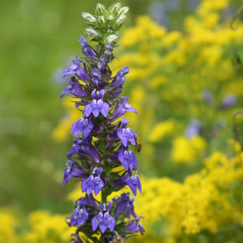 Currently In Stock – Maine Native Plants