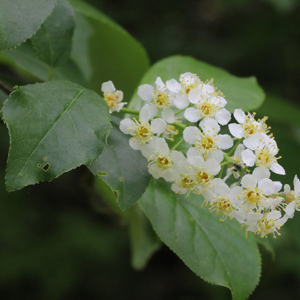 Chokecherry