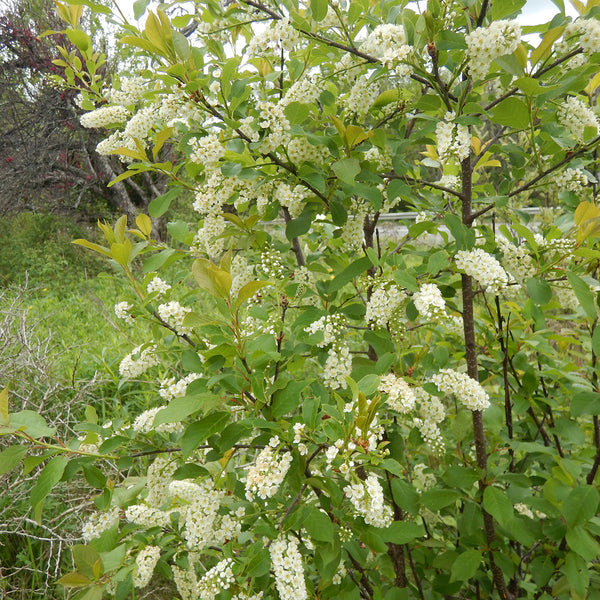 Chokecherry