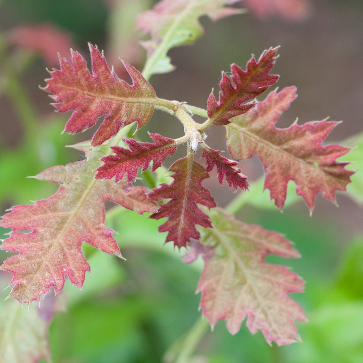Northern Red Oak