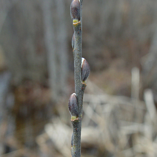 Pussy Willow