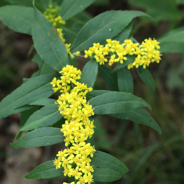Blue-stemmed Goldenrod