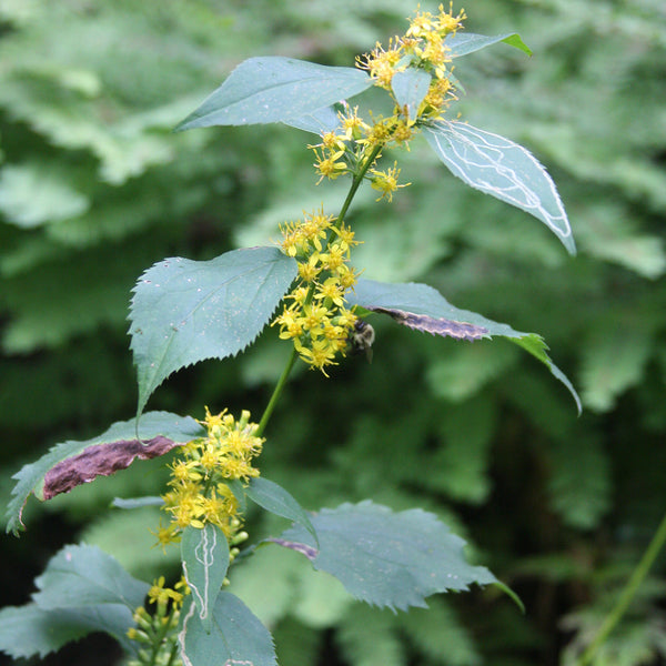 Zigzag Goldenrod