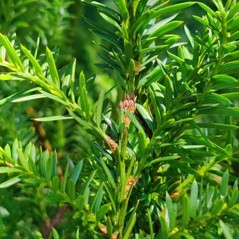 American Yew