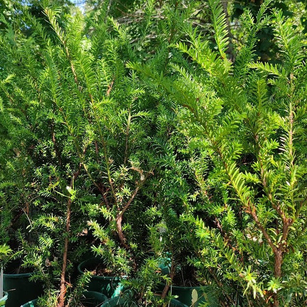 American Yew