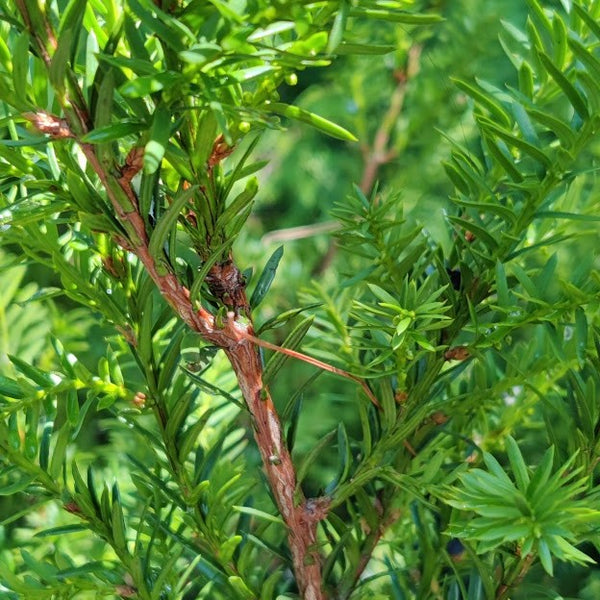 American Yew