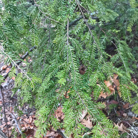 Eastern Hemlock