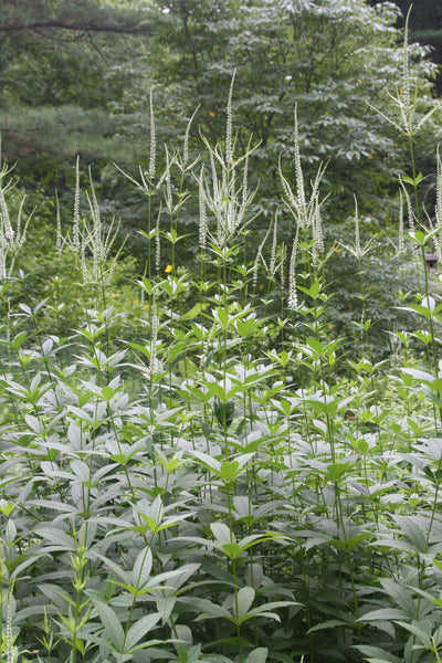 Culver's Root