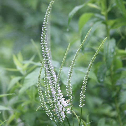 Culver's Root