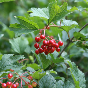 Highbush Cranberry
