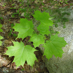 Sugar Maple