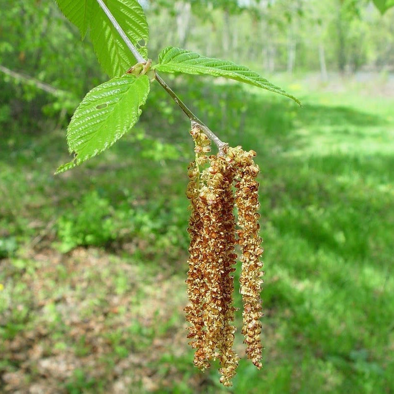 Yellow Birch