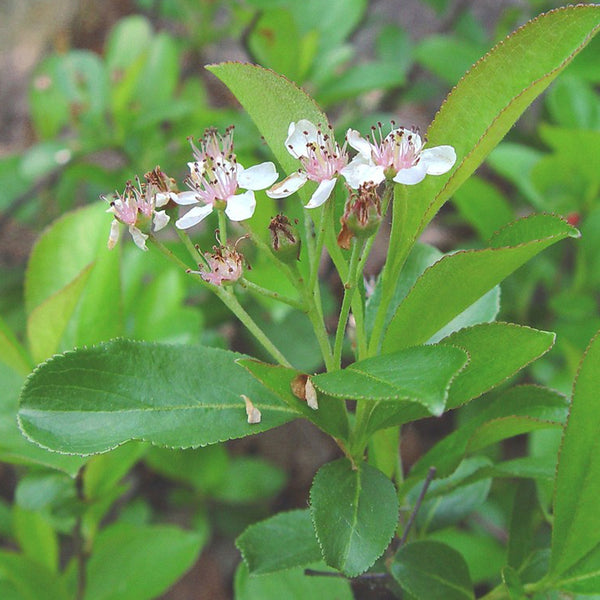 Black Chokeberry